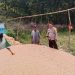 Babinsa Lepadi Dukung Ketahanan Pangan Nasional, Menuju Indonesia Emas 2045
